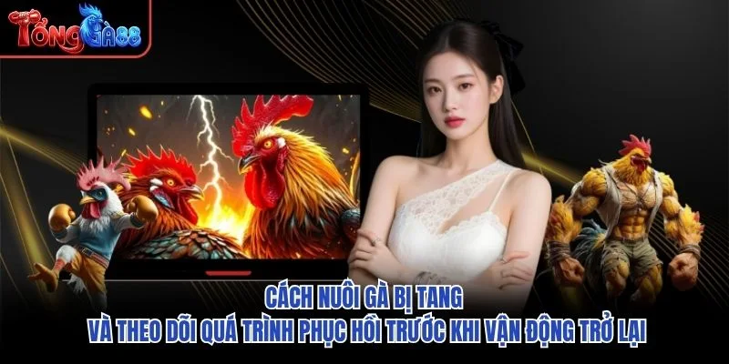 Cách nuôi gà bị tang và theo dõi quá trình phục hồi trước khi vận động trở lại Cách nuôi gà bị tang và theo dõi quá trình phục hồi trước khi vận động trở lại