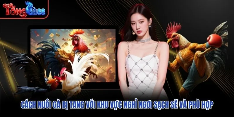 Cách nuôi gà bị tang với khu vực nghỉ ngơi sạch sẽ và phù hợp Cách nuôi gà bị tang với khu vực nghỉ ngơi sạch sẽ và phù hợp