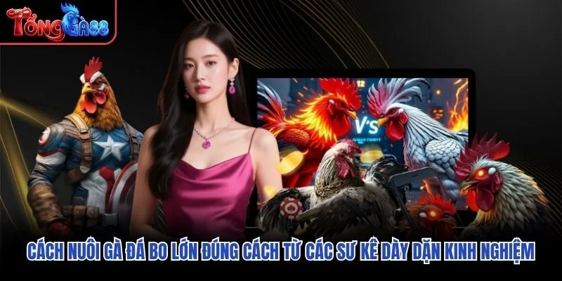 Cách nuôi gà đá bo lớn đúng cách từ các sư kê dày dặn kinh nghiệm