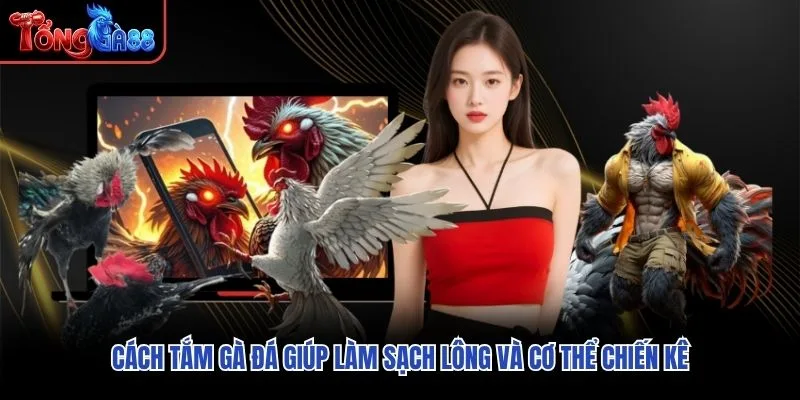 Cách tắm gà đá giúp làm sạch lông và cơ thể chiến kê