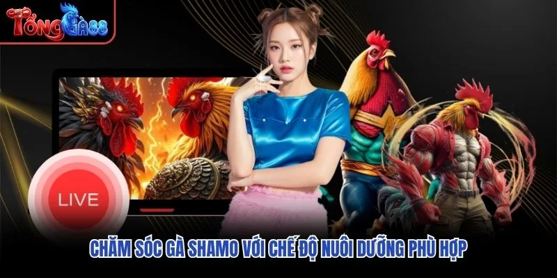 Chăm sóc gà Shamo với chế độ nuôi dưỡng phù hợp