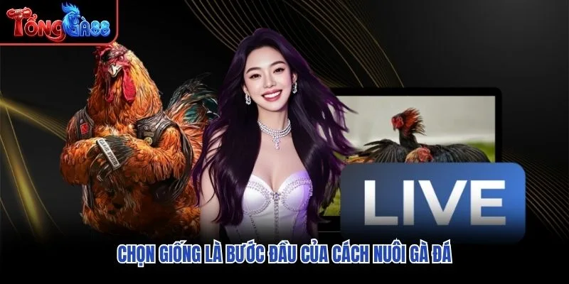 Chọn giống là bước đầu của cách nuôi gà đá