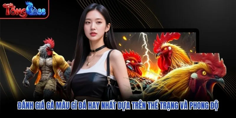 Đánh giá gà màu gì đá hay nhất dựa trên thể trạng và phong độ Đánh giá gà màu gì đá hay nhất dựa trên thể trạng và phong độ