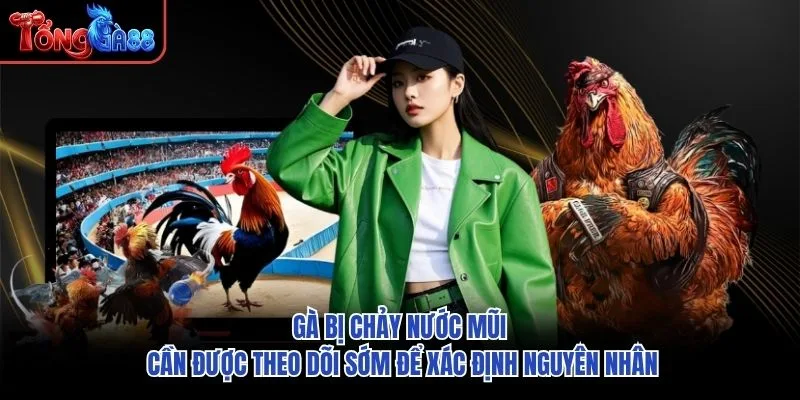 Gà bị chảy nước mũi cần được theo dõi sớm để xác định nguyên nhân Gà bị chảy nước mũi cần được theo dõi sớm để xác định nguyên nhân
