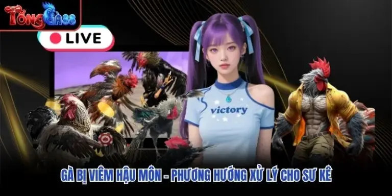 Gà Bị Viêm Hậu Môn – Phương Hướng Xử Lý Cho Sư Kê
