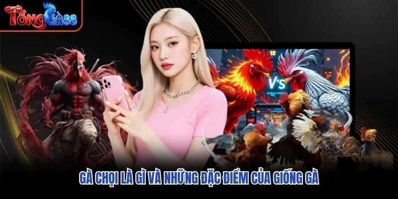 Gà chọi là gì và những đặc điểm của giống gà