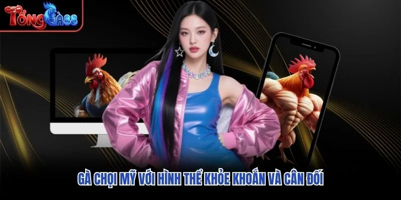 Gà Chọi Mỹ với hình thể khỏe khoắn và cân đối Gà Chọi Mỹ với hình thể khỏe khoắn và cân đối