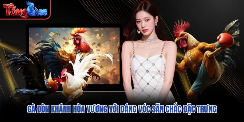 Gà Đòn Khánh Hòa Vương với dáng vóc săn chắc đặc trưng Gà Đòn Khánh Hòa Vương với dáng vóc săn chắc đặc trưng
