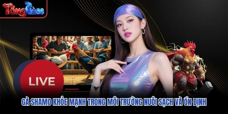 Gà Shamo khỏe mạnh trong môi trường nuôi sạch và ổn định
