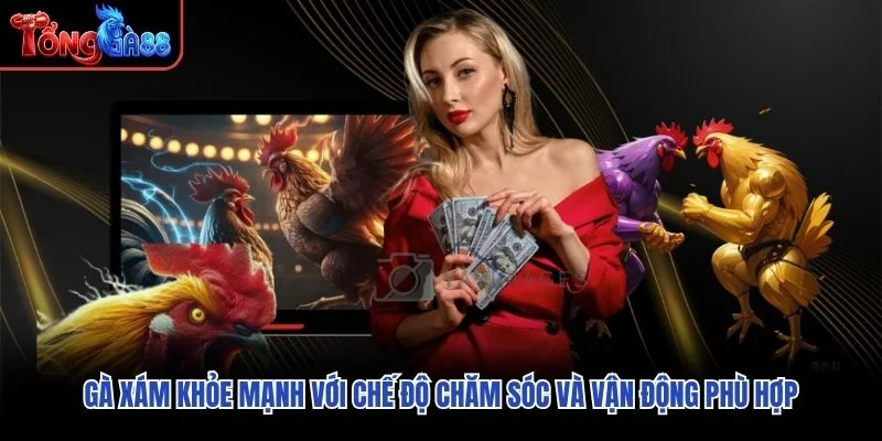Gà Mỹ khỏe mạnh với dáng đứng vững và trạng thái vận động linh hoạt Gà Mỹ khỏe mạnh với dáng đứng vững và trạng thái vận động linh hoạt
