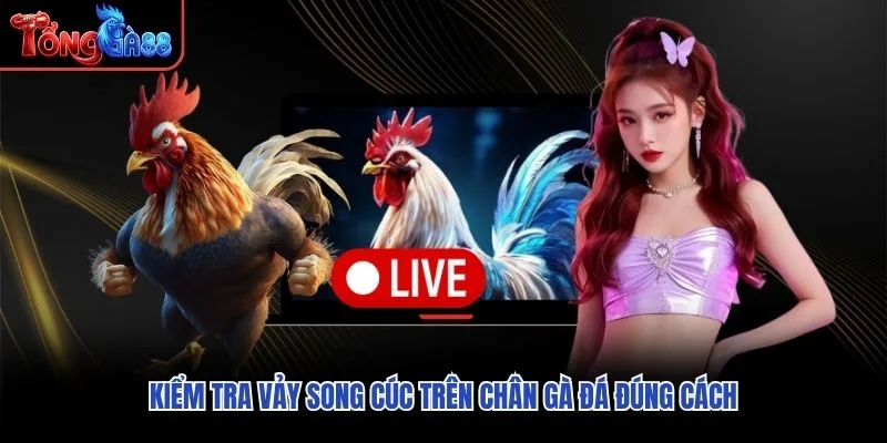 Kiểm tra vảy song cúc trên chân gà đá đúng cách Kiểm tra vảy song cúc trên chân gà đá đúng cách
