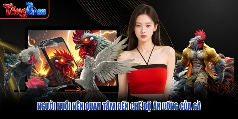 Người nuôi nên quan tâm đến chế độ ăn uống của gà