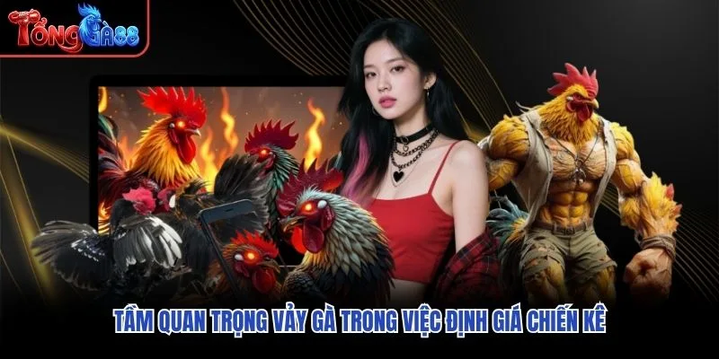 Tầm quan trọng vảy gà trong việc định giá chiến kê Tầm quan trọng vảy gà trong việc định giá chiến kê